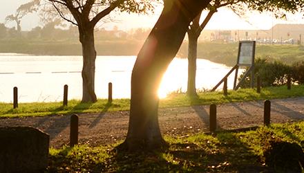 Offender fined for illegal tree felling in Klaasenbosch Greenbelt